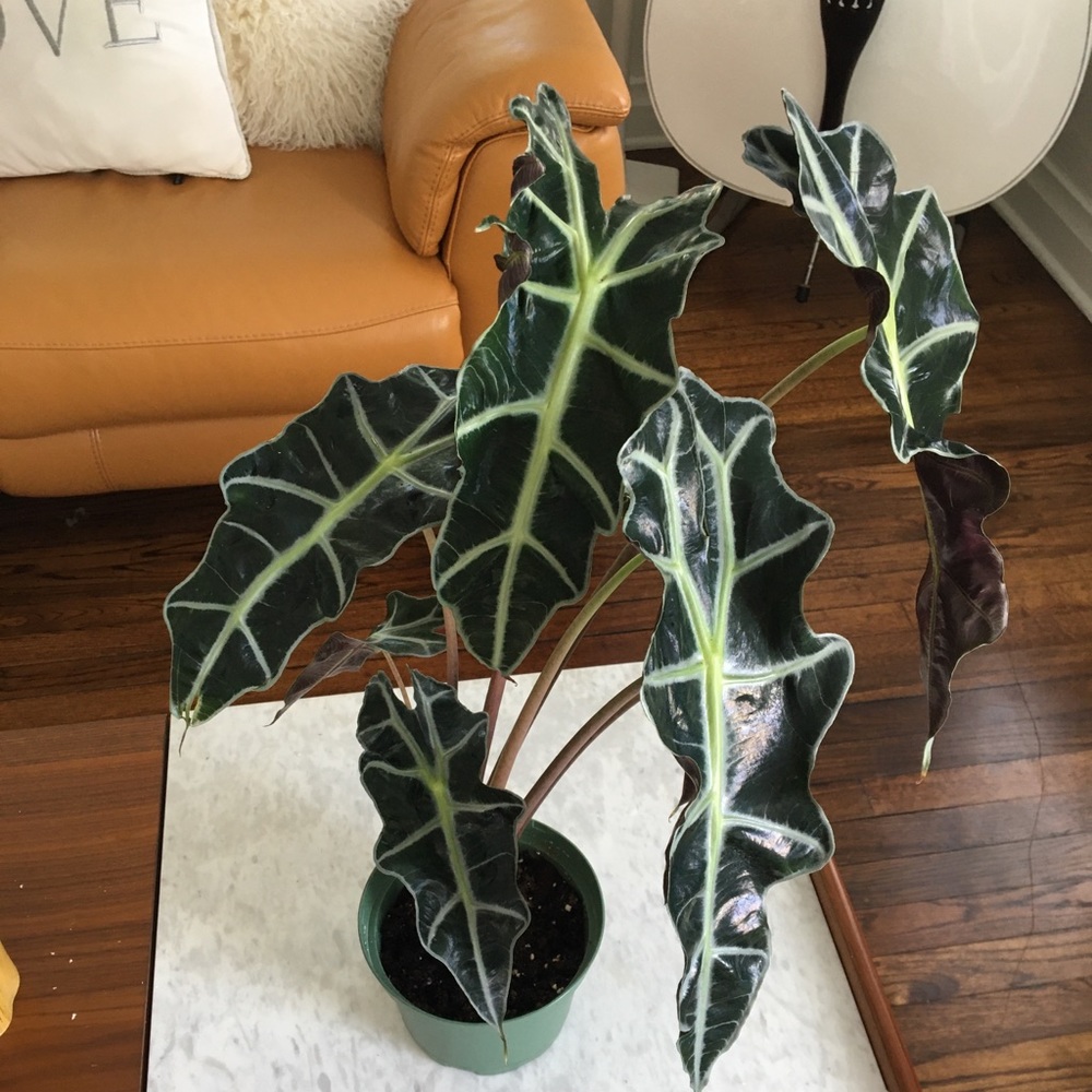 Alocasia Polly Plant